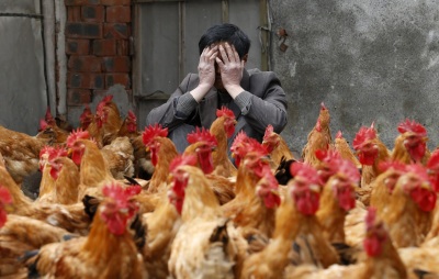 WHO : Flu Burung jenis baru H7N9 salah satu Virus paling mematikan telah muncul di China